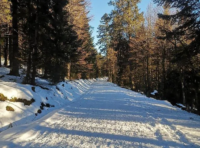 A L'oree Du Bois * Le Tholy